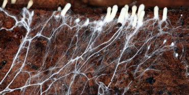 Веганська шкіра з грибів: абсурд чи тренд майбутнього?